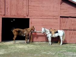 horses-barn.jpg (10310 bytes)